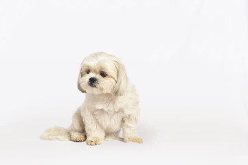 Maltese Shih-Tzu Dog