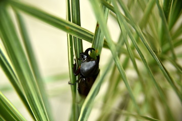 Close-up horn nosed beetle on the tree, Philippines © hossein1351