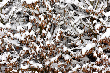 Trees in the snow. It's snowing. The winter landscape.