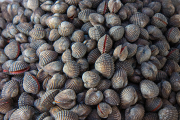 Cleaned cockles at the sea