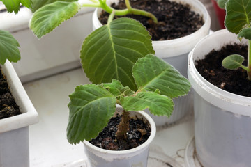 potted plants on the windowsill