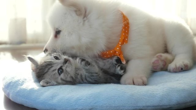 Cute tabby kitten and siberian husky playing on the bed slow motion 