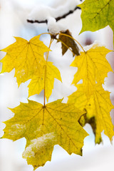 garden in the winter with first snow - yellow maple leaf