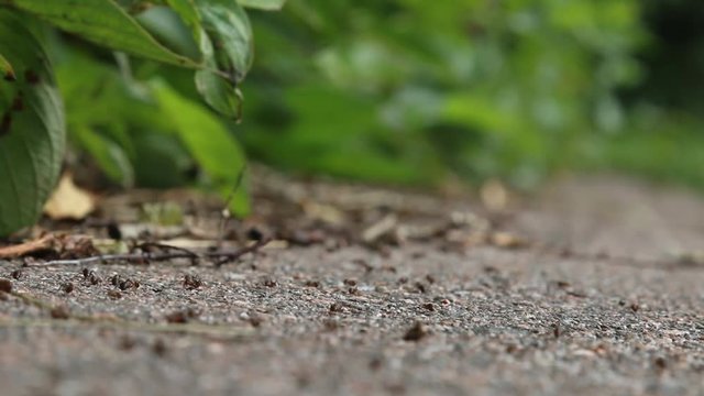 Formic road (ant way) to anthill. Red forest ants, Formica rufa, scurrying here and there, foraging, macro
