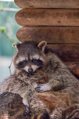 Obraz premium Waschbär in Action