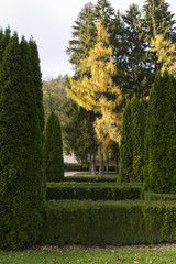The golden larch in autumn in the park.