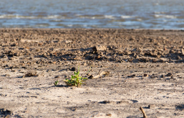 white and yellow flower on the beach in the city of federation province of entre rios argentina