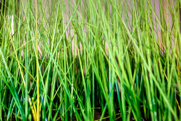 young lawn shoots of grass