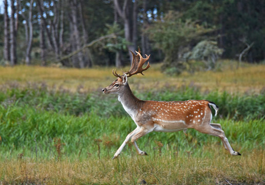 Running fallow deer-2
