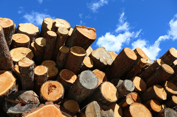 logs by the lumberjack and the pile of wood with blue sky background