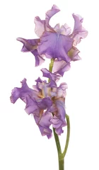 Crédence de cuisine en verre imprimé Iris fleur d& 39 iris isolé