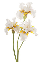 fleur d& 39 iris isolé