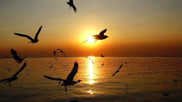 HD Super slow Seagulls fly beautiful sunset sunlight sky background