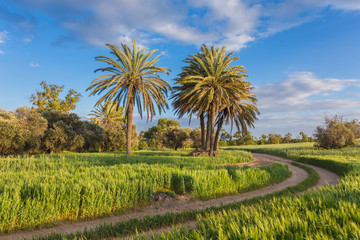 Obraz premium Palm trees with among wheat field before. Larnaca