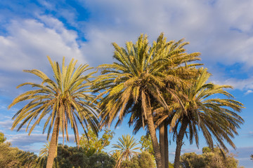 Fototapeta na wymiar Palm trees with among wheat field before. Larnaca