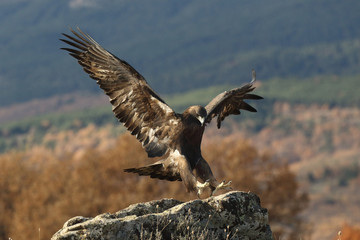 Golden eagle