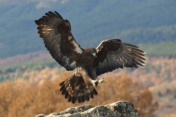 Golden eagle