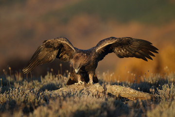 Golden eagle