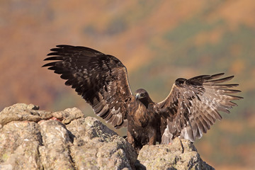 Golden eagle