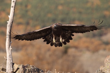 Golden eagle