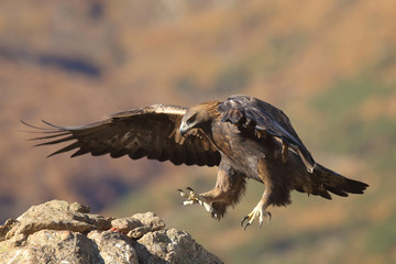 Golden eagle