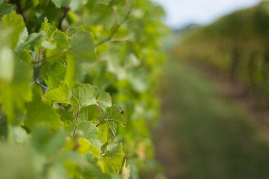 Green leaves at vineyard. Image is selective focus.