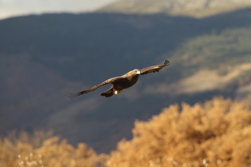 Golden eagle