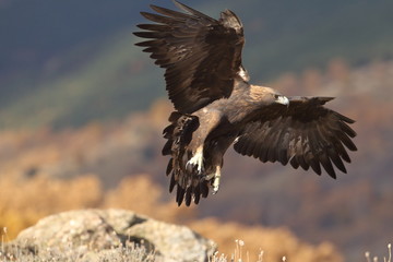 Golden eagle
