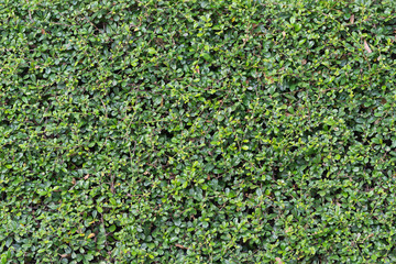 green bush background for design material