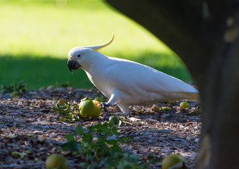 A cockatoo bird want to eat fruit.