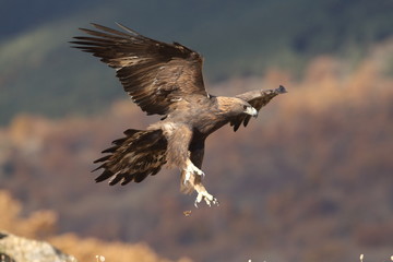 Golden eagle