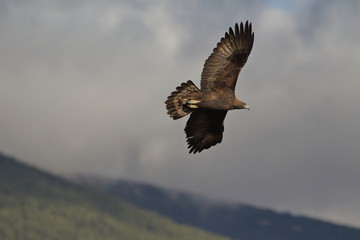 Fototapeta na wymiar Golden eagle