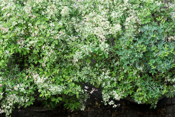 bush and white flower for background