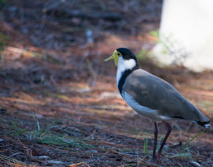 A bird looking for food.
