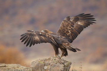 Fototapeta premium Golden eagle