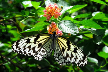 Stopped at the green leaves on the butterfly