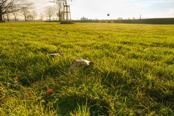 Blatt im Park