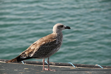 bird, seagull, gull, sea, nature, animal, water, beach, ocean, wildlife, birds, coast, white, beak, sand, seabird, blue, seaside, shore, feathers, summer, feather