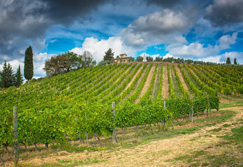 Fototapeta na wymiar Panoramic view of scenic Tuscany landscape with vineyard in the Chianti region, Tuscany