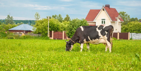 cow grazes on meadow near the village