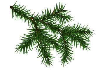 Pine Branch Isolated On White Background