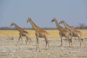 Obraz na płótnie Canvas girafe