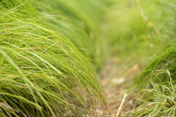 Beautiful green summer grass as background