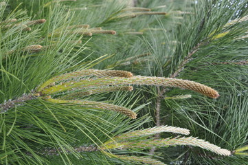 Radiata Pine Tree Closeup Redesdale Victoria Australia