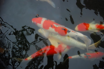 beautiful koi fish in the pond