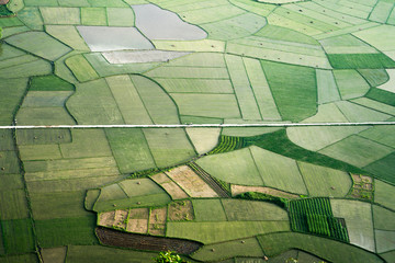 Rice field in Bac Son valley in Vietnam
