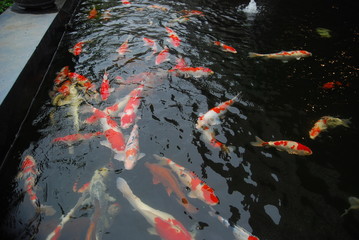beautiful koi fish in the pond