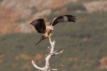 Red kite - end of migration