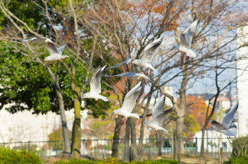 Obraz premium 羽ばたくユリカモメの群れ