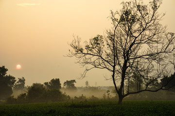 Fototapeta na wymiar Early morning sunrise over frosty tea fields with leafless trees
